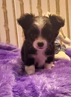 Carlos, a male Chihuahua for sale in Eubank, KY – Photo 2 of 7