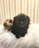 Carlos, a male Chihuahua for sale in Eubank, KY – Photo 7 of 7