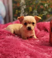 Reese, a female Chihuahua for sale in Eubank, KY – 2 of 7