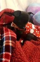 Magic, a female Chihuahua for sale in Eubank, KY – 7 of 9