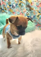 Gizmo, a male Chihuahua for sale in Eubank, KY – 8 of 9