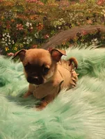 Mork, a male Chihuahua for sale in Eubank, KY – 2 of 6
