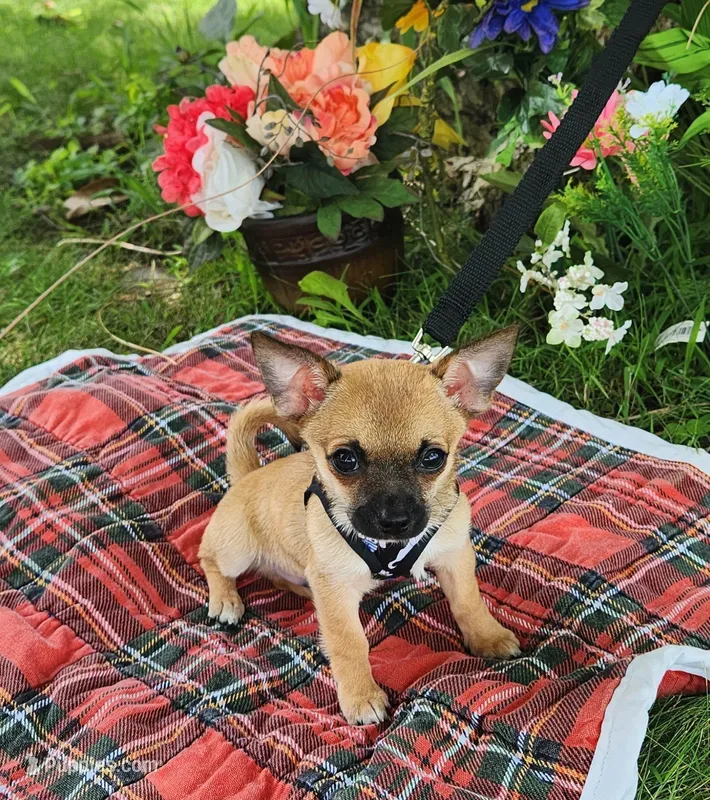 Gizmo – Chihuahua puppy for sale in Eubank, KY