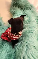 Magic, a female Chihuahua for sale in Eubank, KY – 5 of 9