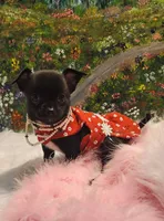 Magic, a female Chihuahua for sale in Eubank, KY – 6 of 9