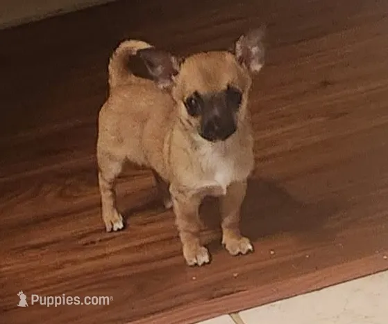 Gizmo – Chihuahua puppy for sale in Eubank, KY