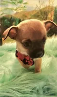 Mork, a male Chihuahua for sale in Eubank, KY – 3 of 6