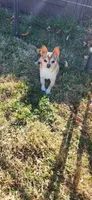 Mork, a male Chihuahua for sale in Eubank, KY – 6 of 6