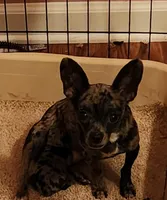 Magic, a female Chihuahua for sale in Eubank, KY – 9 of 9