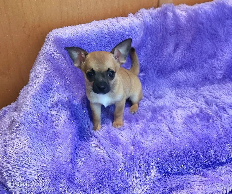 Gizmo – Chihuahua puppy for sale in Eubank, KY