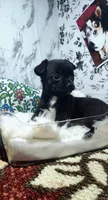 Magic, a female Chihuahua for sale in Eubank, KY – 4 of 9
