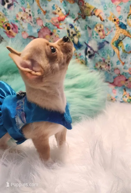 Reese – Chihuahua puppy on hold in Eubank, KY