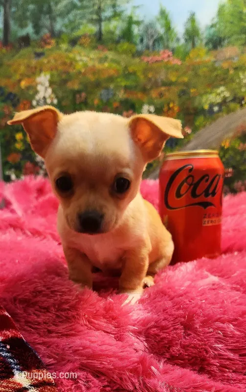 Reese – Chihuahua puppy for sale in Eubank, KY
