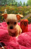 Reese, a female Chihuahua for sale in Eubank, KY – 8 of 10