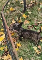Reese, a female Chihuahua for sale in Eubank, KY – 6 of 7
