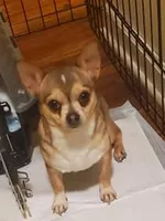 Magic, a female Chihuahua for sale in Eubank, KY – 8 of 9
