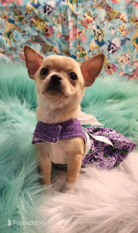 Reese – Chihuahua puppy for sale in Eubank, KY