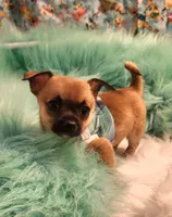 Gizmo, a male Chihuahua for sale in Eubank, KY – 7 of 9