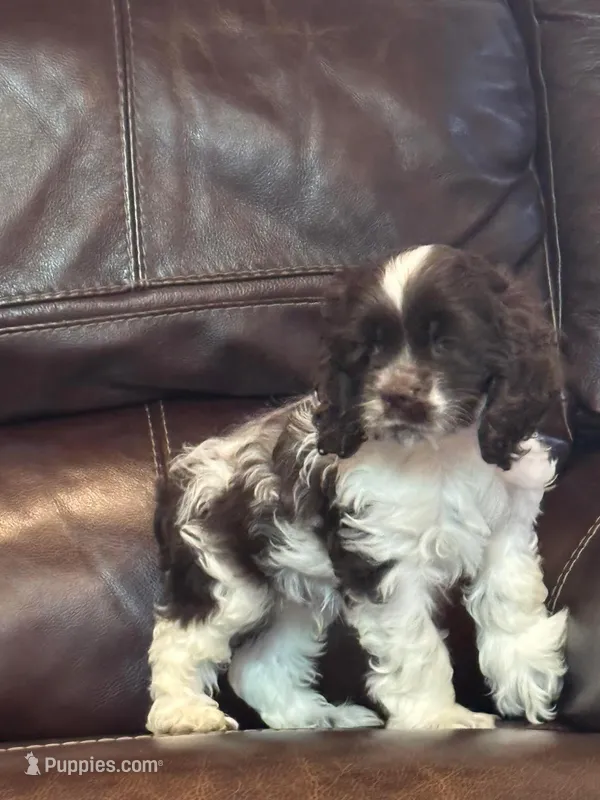 Oreo – Cocker Spaniel puppy for sale in San Antonio, TX