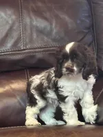 Photo of Oreo