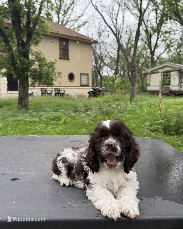 Oreo – Cocker Spaniel puppy for sale in San Antonio, TX