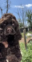Hershey , a male Cocker Spaniel for sale in San Antonio, TX – 6 of 6