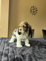 Mello, a male Cocker Spaniel for sale in San Antonio, TX – Photo 3 of 5