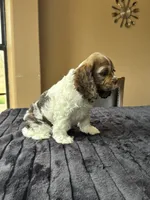 Mello, a male Cocker Spaniel for sale in San Antonio, TX – Photo 4 of 5
