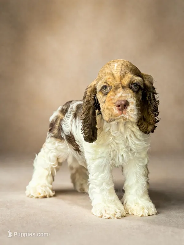 Mello – Cocker Spaniel puppy for sale in San Antonio, TX