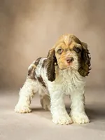 Mello, a male Cocker Spaniel for sale in San Antonio, TX – Photo 1 of 5