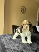 Mello, a male Cocker Spaniel for sale in San Antonio, TX – Photo 2 of 5