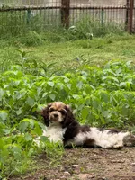 Mello, a male Cocker Spaniel for sale in San Antonio, TX – Photo 5 of 5