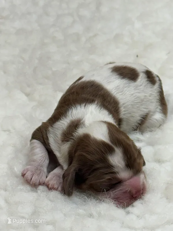 Dots, a male Cocker Spaniel for sale in San Antonio, TX – Photo 1 of 1