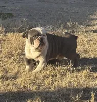 Tucker, a male English Bulldog for sale in San Antonio, TX – Photo 1 of 2