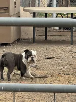 Tucker, a male English Bulldog for sale in San Antonio, TX – Photo 3 of 4