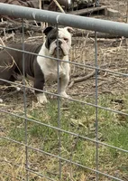 Tucker, a male English Bulldog for sale in San Antonio, TX – Photo 4 of 4
