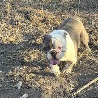 Tucker, a male English Bulldog for sale in San Antonio, TX – Photo 1 of 4