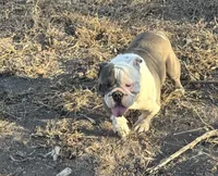 Tucker, a male English Bulldog for sale in San Antonio, TX – Photo 2 of 2
