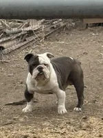 Tucker, a male English Bulldog for sale in San Antonio, TX – Photo 2 of 4