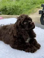 Hershey , a male Cocker Spaniel for sale in San Antonio, TX – 3 of 6