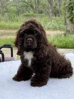 Hershey , a male Cocker Spaniel for sale in San Antonio, TX – 2 of 6