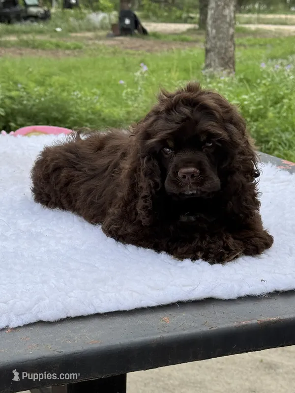 Hershey  – Cocker Spaniel puppy for sale in San Antonio, TX