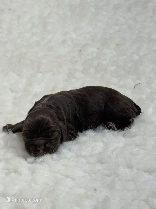 Bean , a male Cocker Spaniel for sale in San Antonio, TX – Photo 1 of 1
