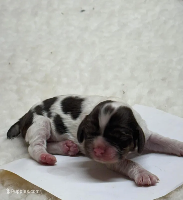 Colt , a male Cocker Spaniel for sale in San Antonio, TX – Photo 1 of 1