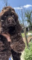 Hershey , a male Cocker Spaniel for sale in San Antonio, TX – 5 of 6