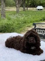 Hershey , a male Cocker Spaniel for sale in San Antonio, TX – 4 of 6