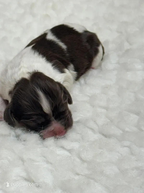Pokie , a male Cocker Spaniel for sale in San Antonio, TX – Photo 1 of 1
