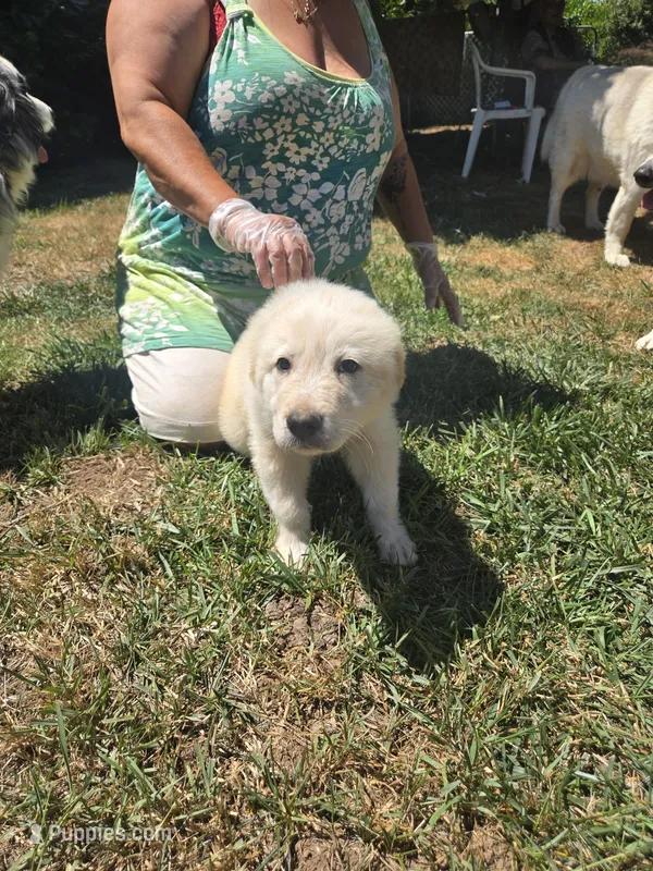 Bluey – Great Pyrenees puppy for sale in Vancouver, WA