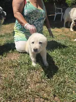 Bluey, a male Great Pyrenees for sale in Vancouver, WA – 1 of 5