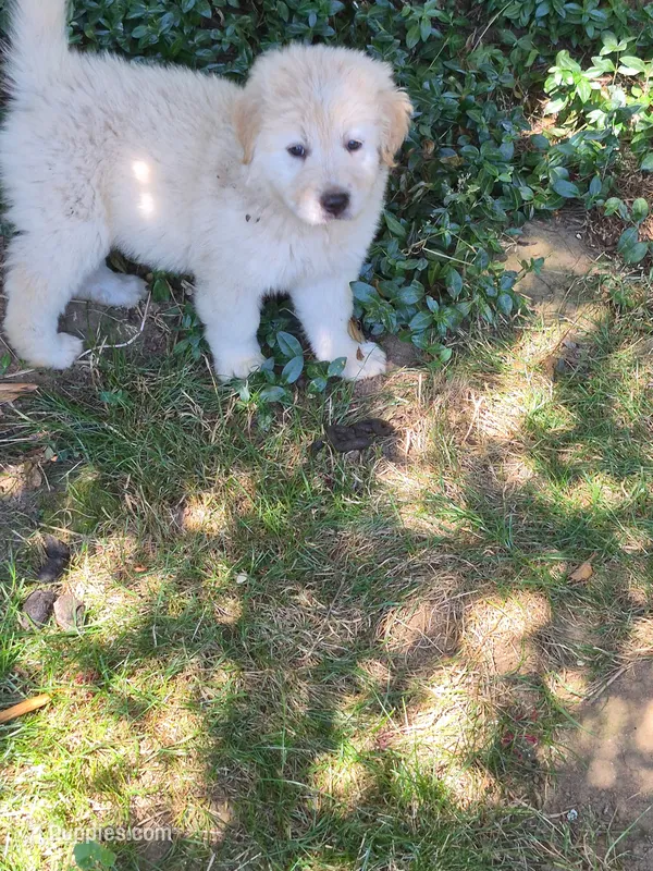 Pinky – Great Pyrenees puppy for sale in Vancouver, WA